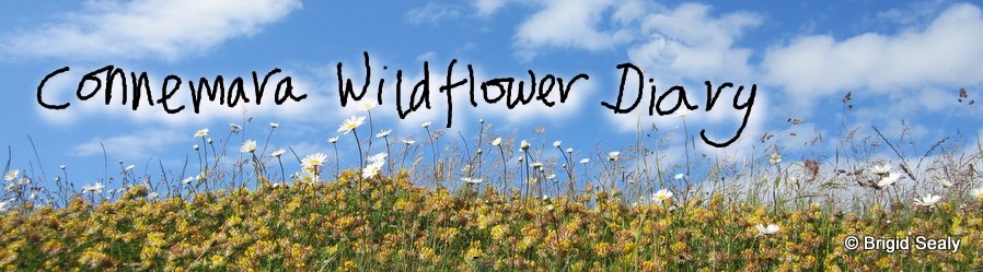 Connemara Wild Flower Diary