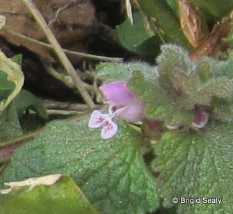 Red Dead Nettle Close-up