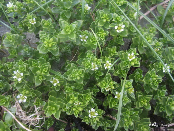 Sea Sandwort, Honckenya peploides Wild flower of Connemara Galway, Ireland, and Britain, Irish British