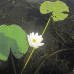 White Water-Lily