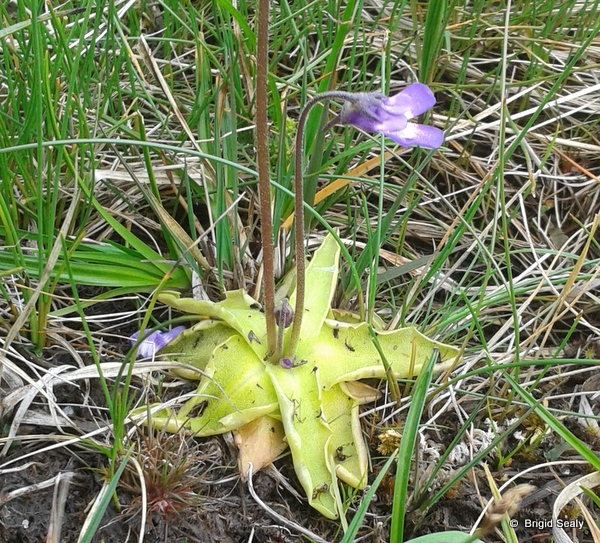 butterwort carniverous flower
