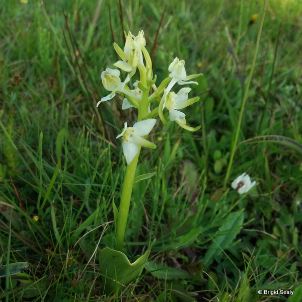 Lesser Butterfly Orchid 	Platanthera bifolia