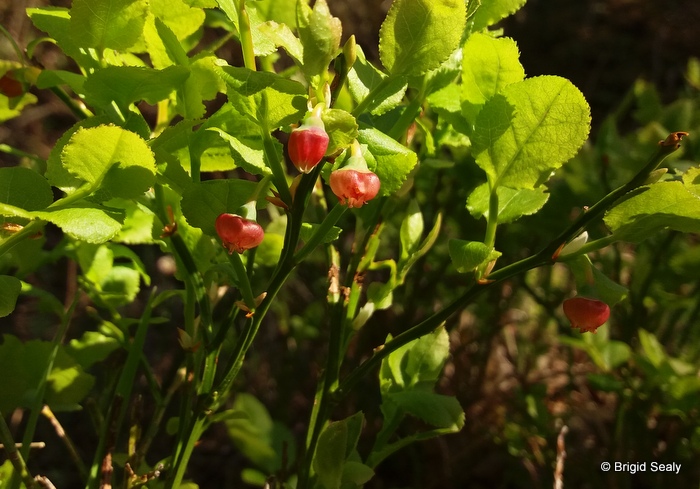 bilberry, Vaccinium myrtillus