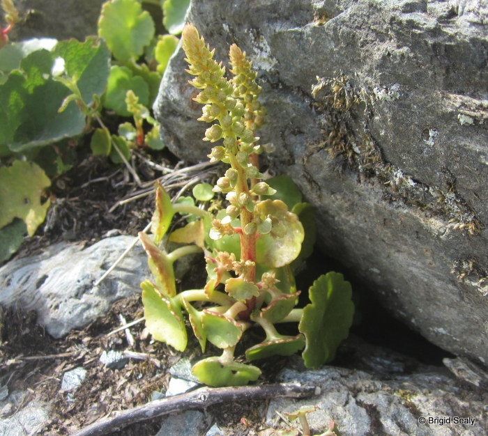 navelwort plant with leaves